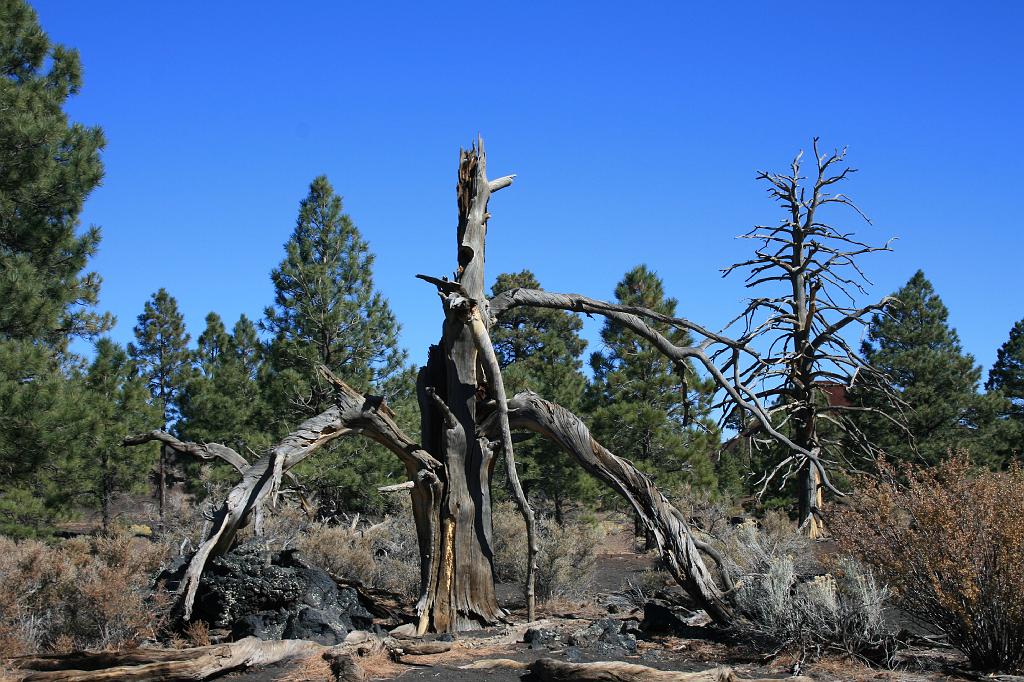 20081025 Grand Canyon 018.jpg - Sunset Crater - Tree